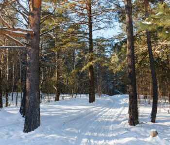 serene snowy path through winter forest